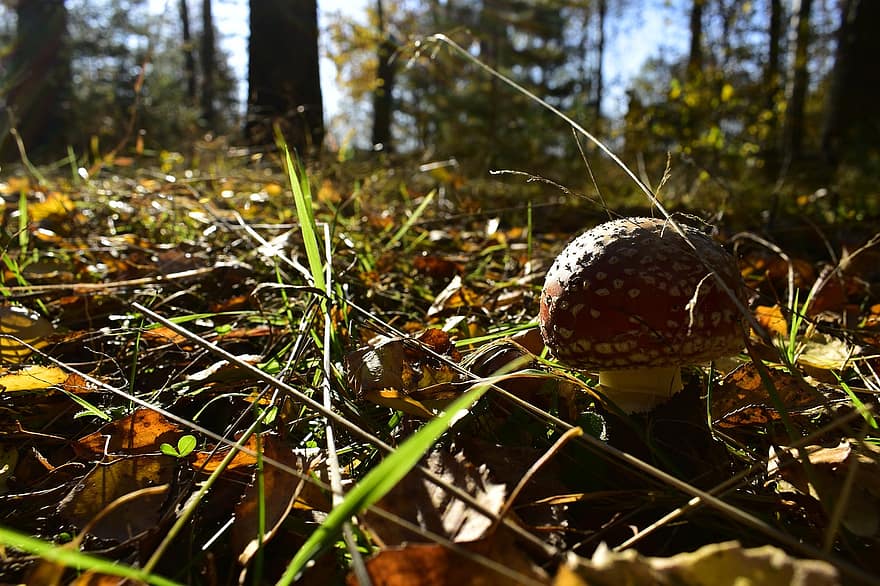 Mushroom, Fungus, Toadstool, Fly Agaric, Forest