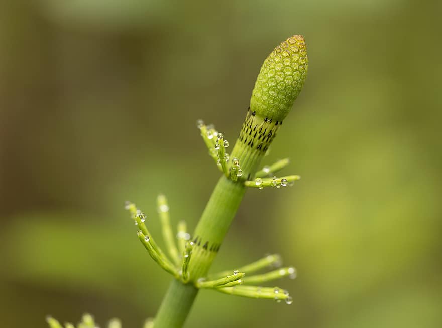 vand hestetail, knop, plante, Equisetum Fluviatile, Sump Padderok, tæt på, makro, grøn farve, blad, sommer, friskhed