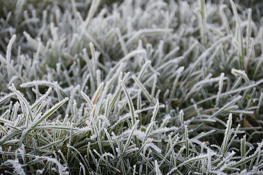 frost, Gräs Frost Is, kall, vinter-, frysta
