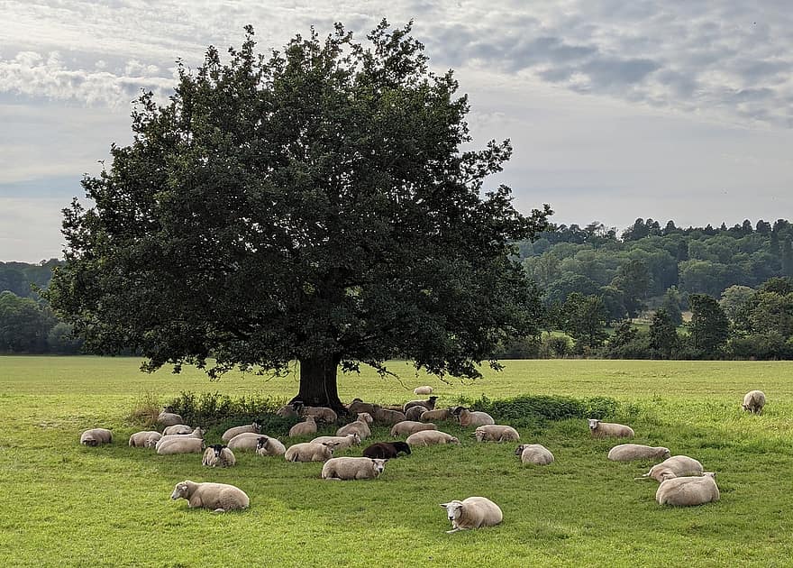mouton, pâturage, la nature, rural, campagne, Réconciliation, mouton noir, compris