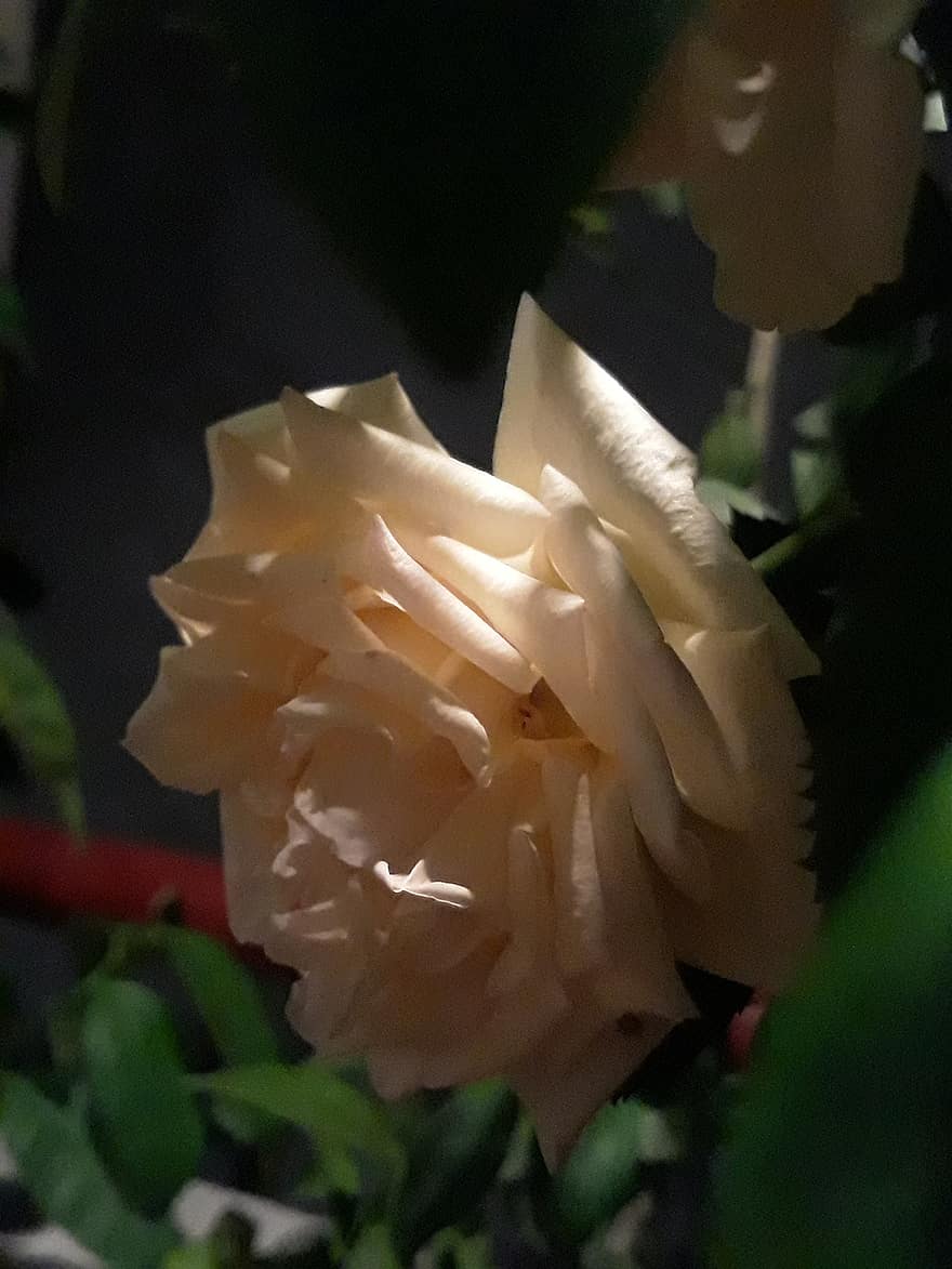 blomst, Rose, mørk, romantisk, natur, hvid, humør