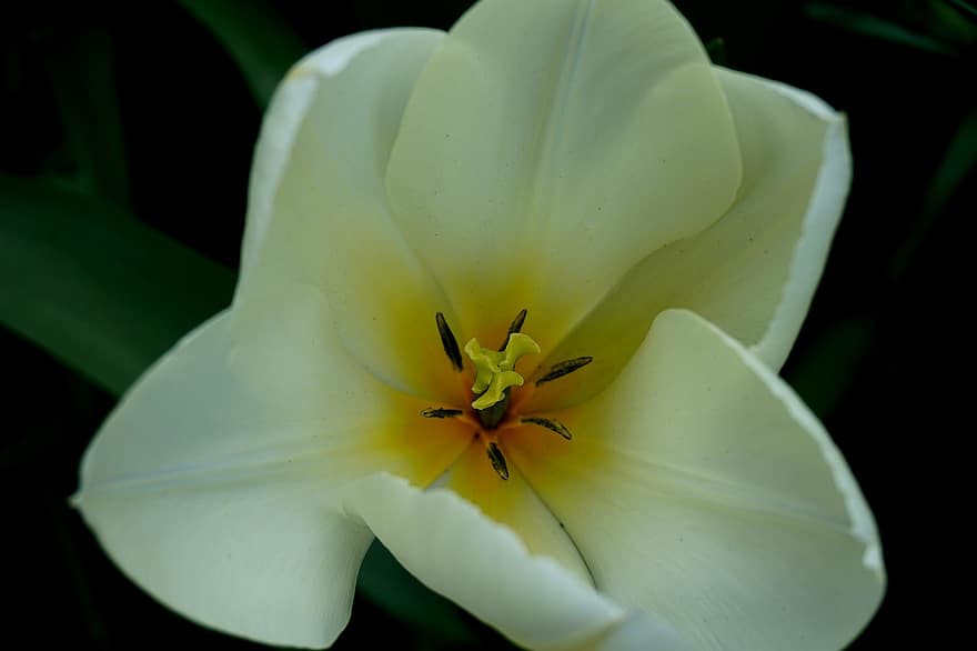 fehér virág, tulipán, virág, kert, virágzik, virágzás, természet, közelkép, növény, virágszirom, levél növényen