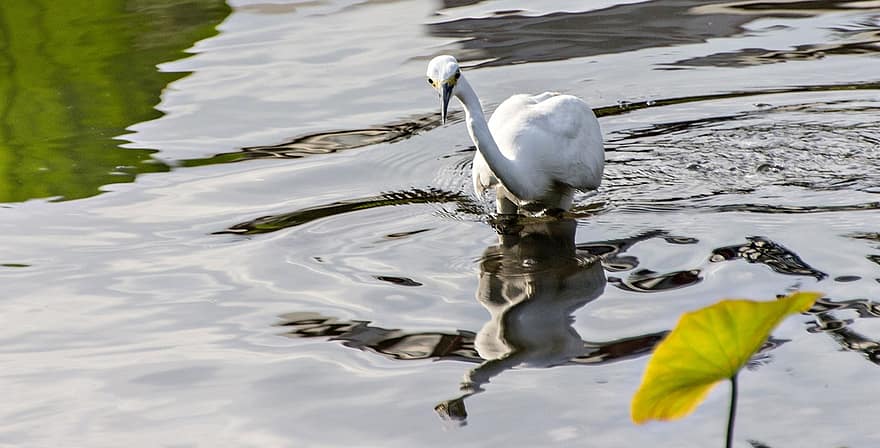 малка бяла чапла, птица, езеро, Малка бяла чапла, egretta garzetta, Ardeidae, водна птица, животно, дивата природа, пера, перушина