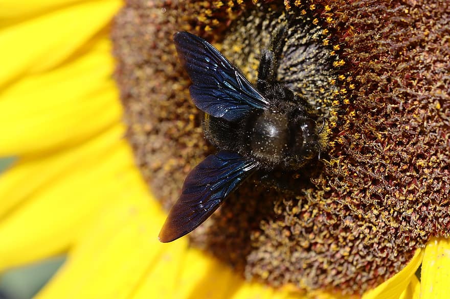 kumbang, hummel, lebah, serangga, mekar, berkembang, bunga, taman, madu, alam, serbuk sari