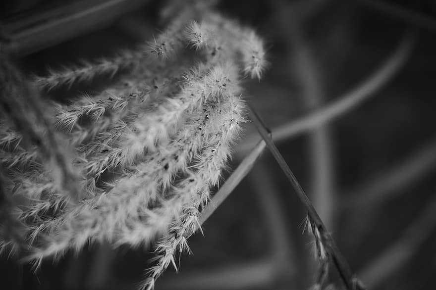Nature, Plant, Fall, Macro, Autumn, close-up, black and white, growth, backgrounds, leaf, summer