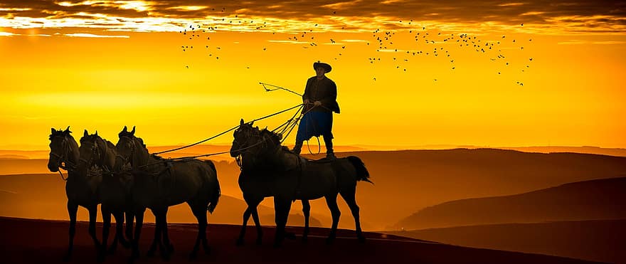 cowboy, cavalli, tramonto, Alba, Stormo di uccelli, animale, in posizione eretta, senza sella, acrobazie, ungherese, ciclista