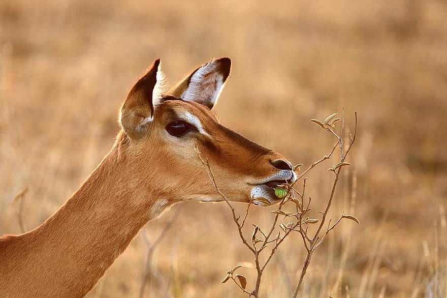 impala, animal, mammifère, aepyceros melampus, animal sauvage, faune, région sauvage, la nature, lewa, Kenya, animaux à l'état sauvage