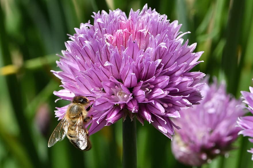 lebah, serangga, bunga, kelopak, serbuk sari, lebah madu, madu, pemelihara lebah, pembiakan lebah, alam