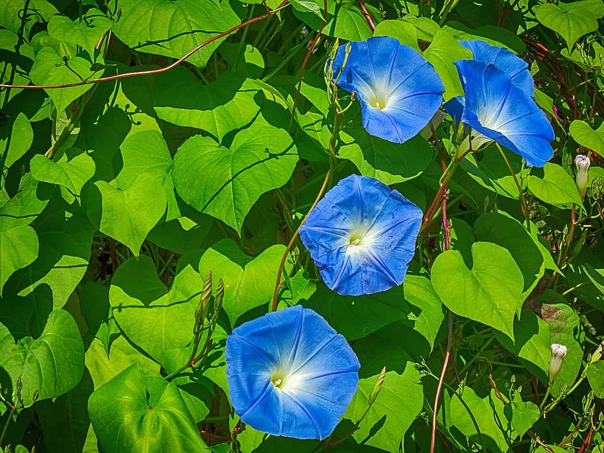 Bindweeds, blommor, blåa blommor, kronblad, blå kronblad, blomma, växter, löv, blad, växt, grön färg