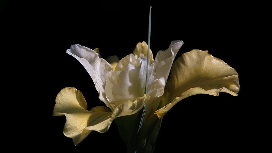 iris, bloem, bloesem, bloeien, Siberische iris, gele staart, Siberische Zwaardlelie, detailopname, fabriek, blad, bloemblad