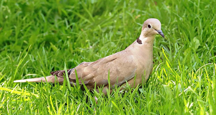 Collared Dove, Bird, Dove, Ornithology, Avian, Ave, Feathers, Beak, Plumage, Grass, Garden