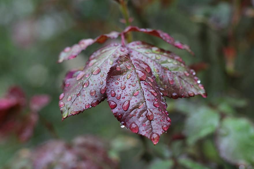 Leaves, Nature, Dew, Dewdrops, Droplets, Raindrops, Purple Foliage, Wet Leaves, Close Up