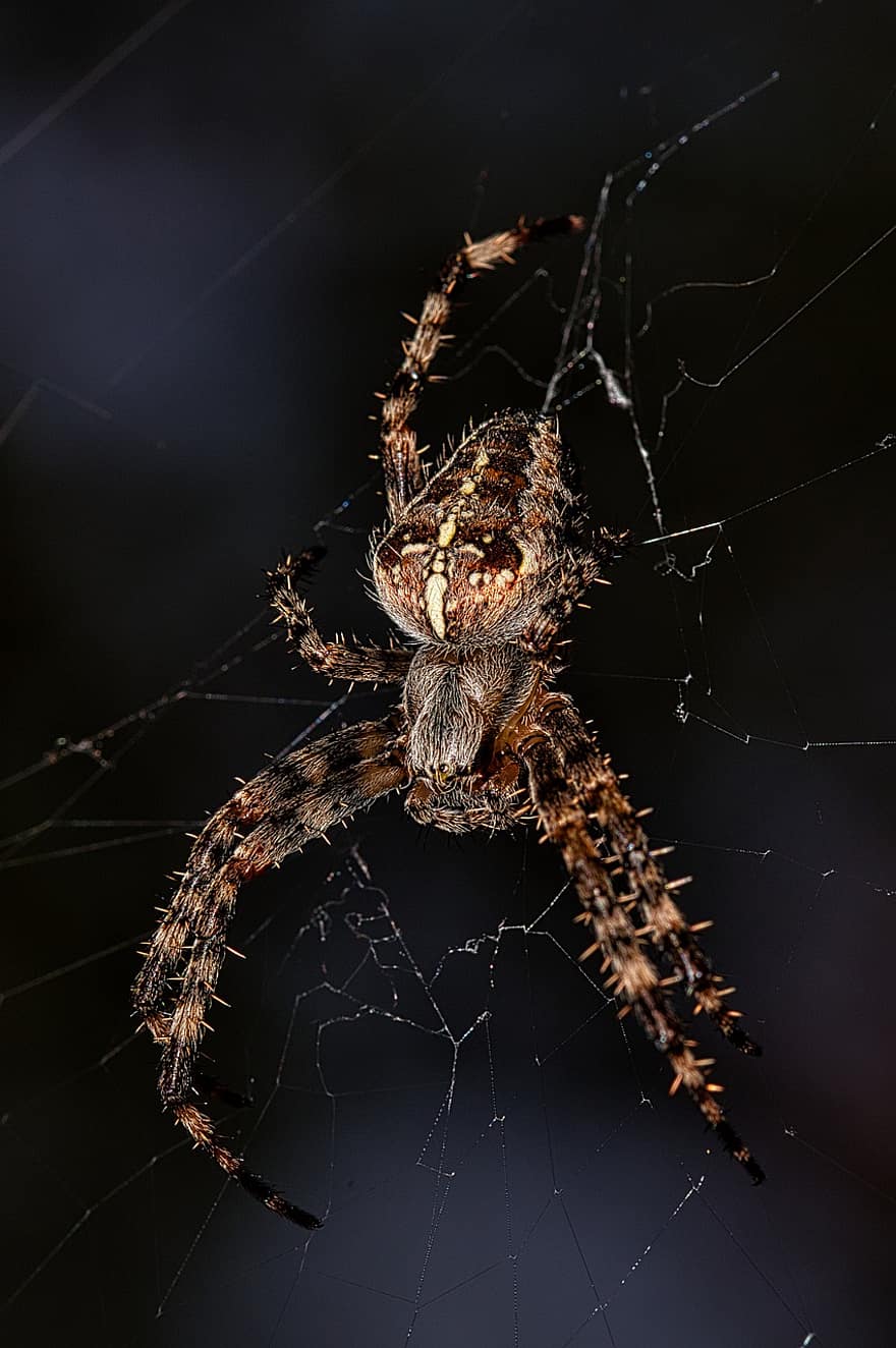 edderkopp, arachnid, spindelvev, web, orb, vever, insekt, bug, edderkoppfobi, natur, dyreliv