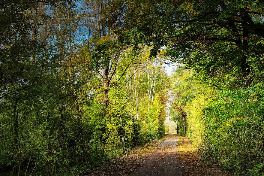 トレイル、木、森林、パス、通路、方法、歩道、葉、気分、秋、日光