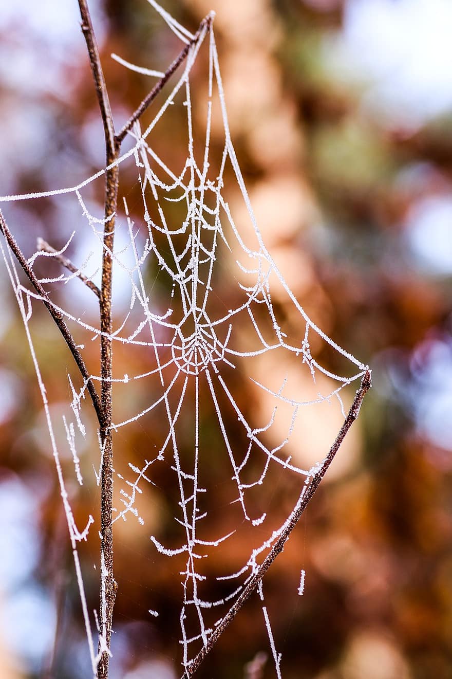 örümcek ağı, ağ, yetişme ortamı