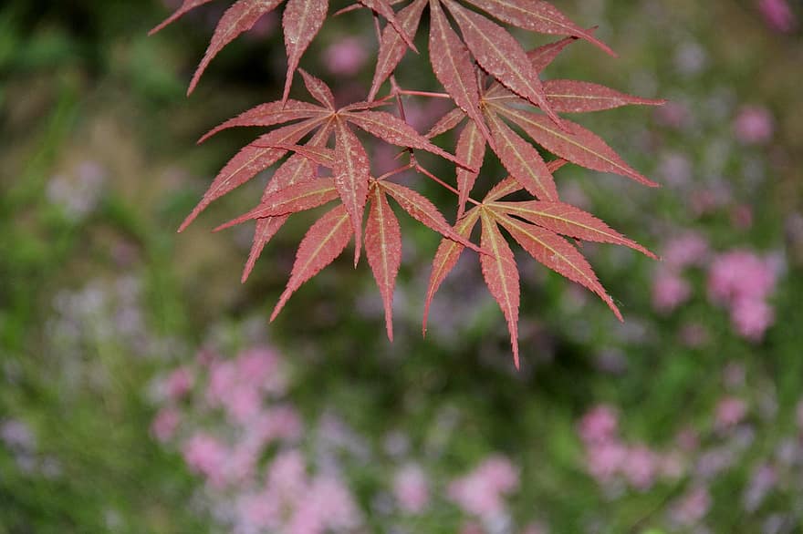 японский клен, листья, листва, кленовый, красные листья, ветка, дерево, завод, природа
