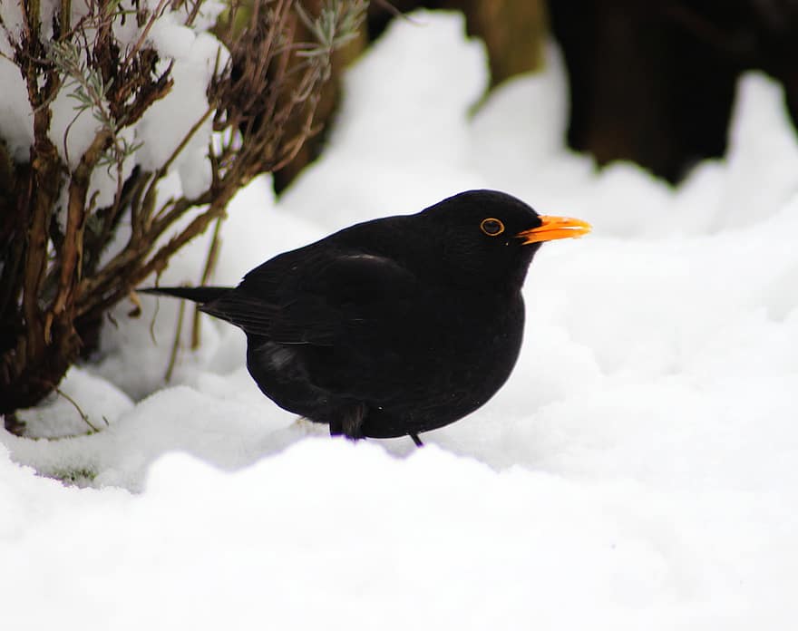 鳥、黒い鳥、雪、くちばし、羽毛、鳴き鳥、冬、野生動物、動物、庭園、動物相