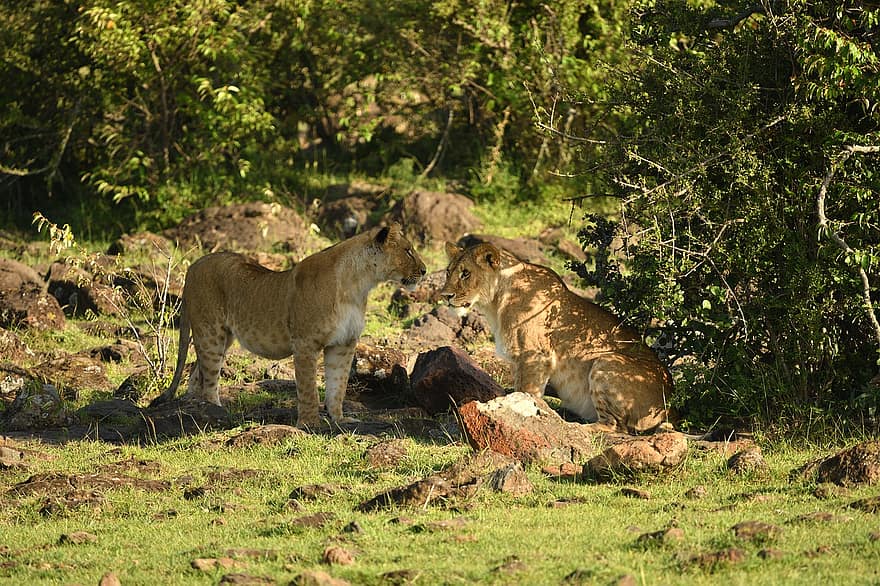Lví samice, zvíře, masai mara, Afrika, volně žijících živočichů, savec, zvířata ve volné přírodě, undomesticated kočka, lev, Kočkovitý, safari zvířata