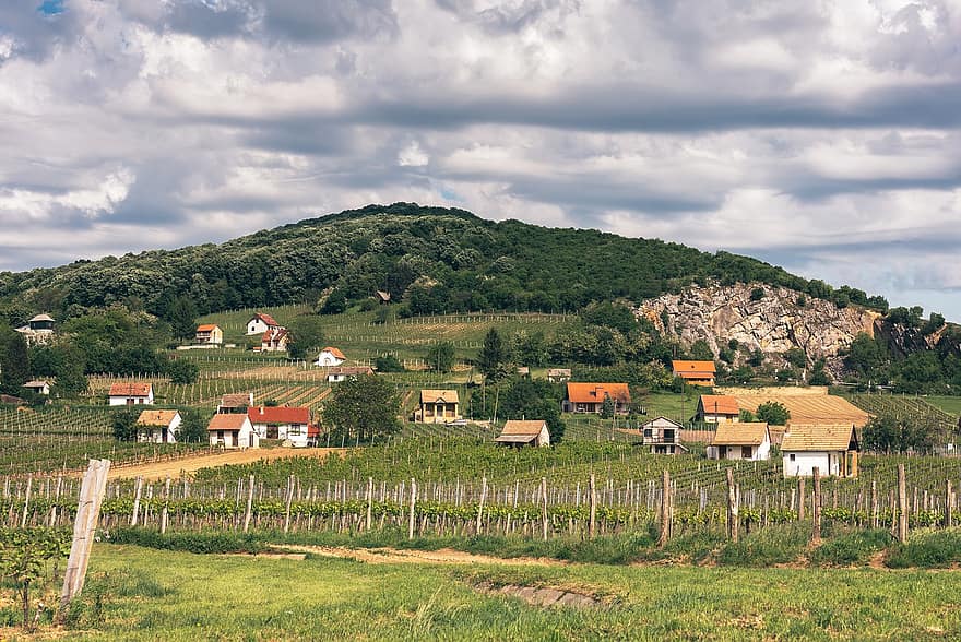 Вилани, Унгария, лозе, лозарство, селско стопанство, хълмове, природа, винарски район, селска сцена, ферма, пейзаж