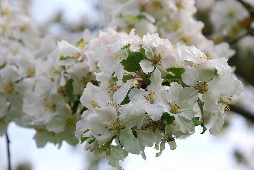 Apple Blossom, Flowers, Buds, Tree, Full Bloom, flower, close-up, plant, springtime, leaf, petal
