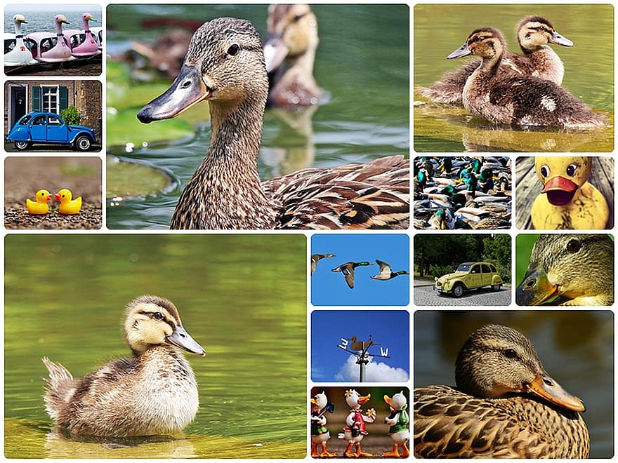 kacsa, kollázs, Ducks kollázs, Collage Ducks, Fotó kollázs, kacsa madár, federtier, madártoll, tavacska, baromfi, vízi madár
