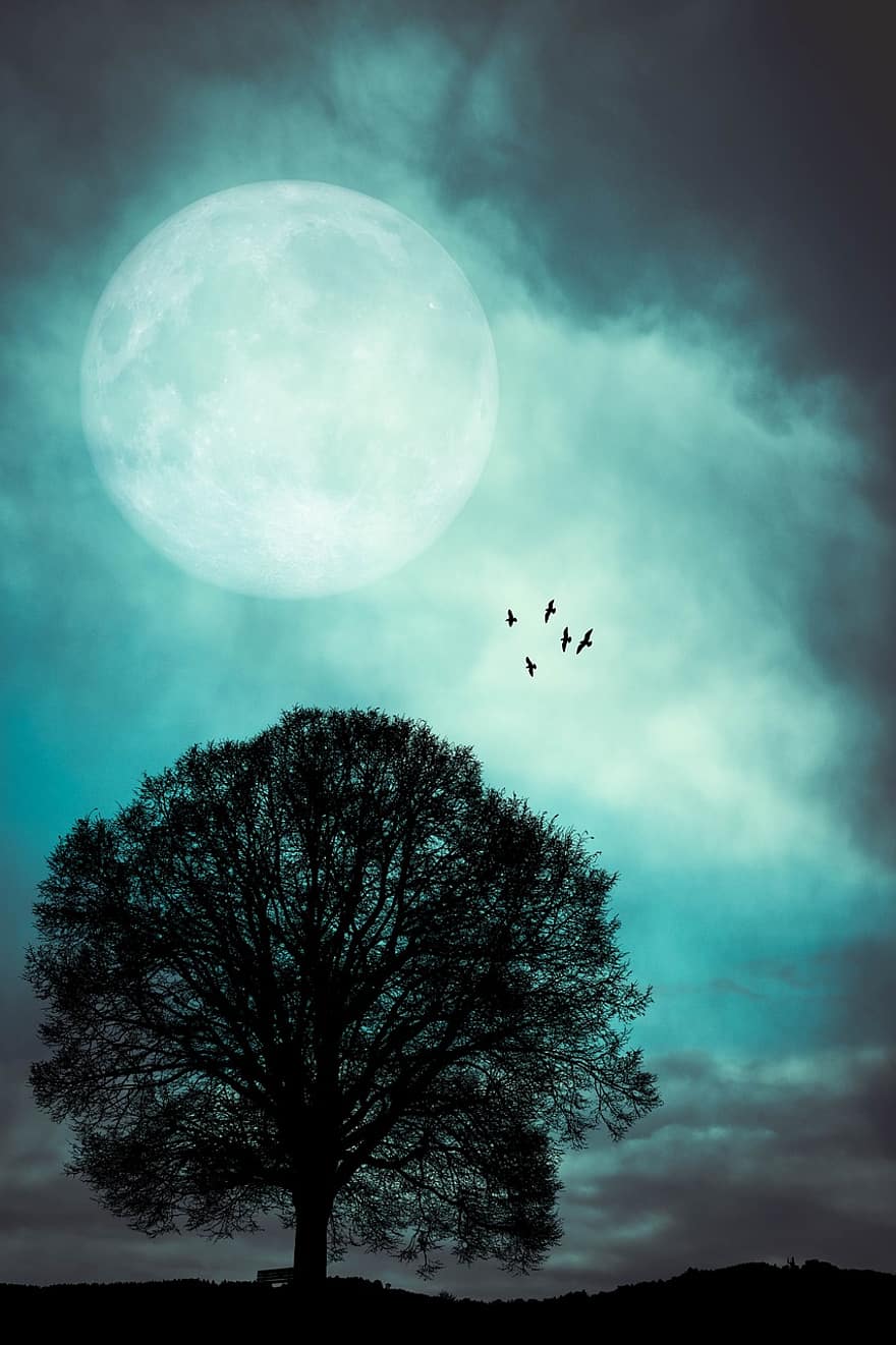 yö-, kuu, puu, täysikuu, maisema, luonto, kuutamo, siluetti, pilviä, yötaivas, tumma