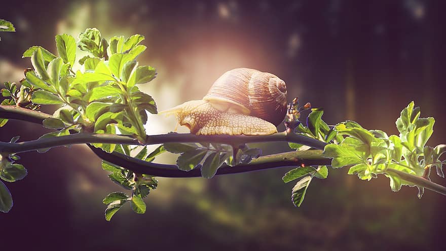 Snail, Trees, Leaves, Nature, Forest, Shell, Color, Plant, Biology, Green, Environment