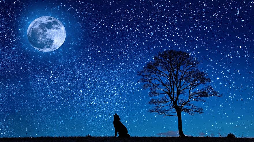 wolf, maan, boom, silhouetten, gehuil, huilende wolf, enkele boom, boom silhouet, Sterrennacht, sterren, volle maan