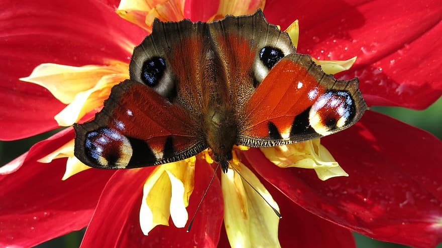 πεταλούδα παγωνιού, κόκκινο ντάλια, γονιμοποίηση, πεταλούδα, κόκκινο λουλούδι, ντάλια, άνθος, ανθίζω, χλωρίδα, φύση, πεταλούδα με πινέλο