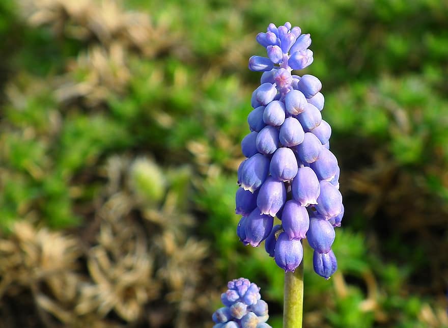 drue hyacint, blomster, plante, flor, blomstre, blå blomster, forår, natur, have