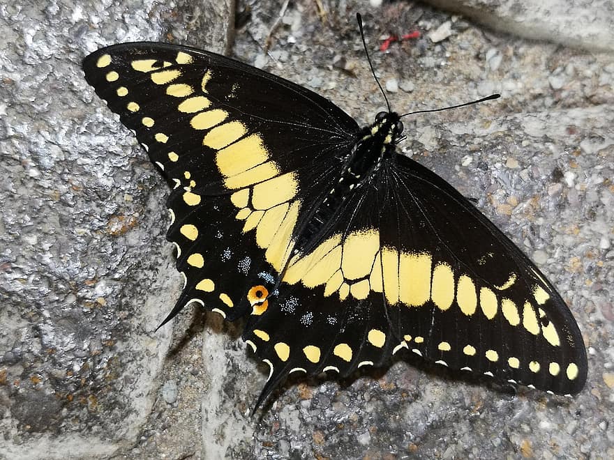Machaon Anis, papillon, insecte, Papillon noir et jaune, ailes, pierre, la nature