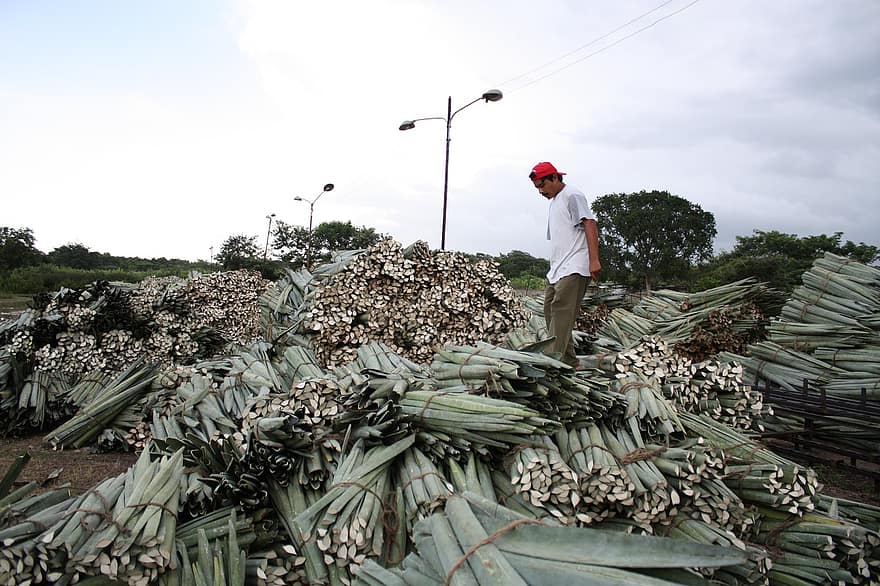 земеделски производител, Мексико, тежка работа, Юкатан