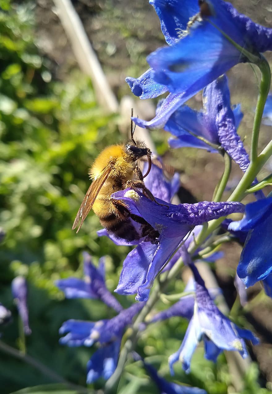 ミツバチ、紫色の花、受粉、バンブルビー、マクロ、昆虫、庭園