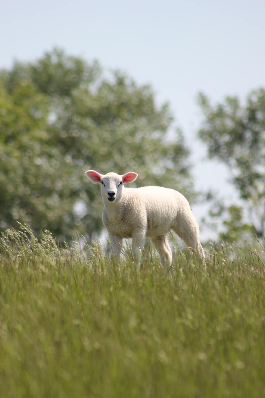 овца, агнешко, животно, добитък, ферма за животни, трева, ливада, природа, ферма, селска сцена, селско стопанство