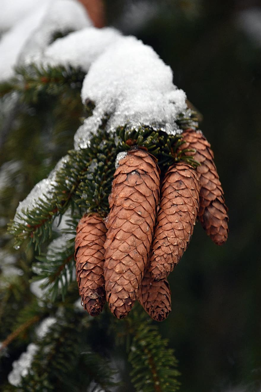 Spruce, Cones, Snow, Ice, Conifer, Branch, Needles, Tree, Frost, Cold, Winter