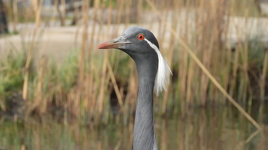 Anthropoides Virgo, Crane Virgin, Crane, Bird, Head, In Wetlands, In The Reeds