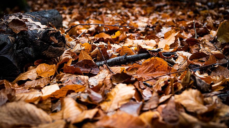 葉、接地、濡れている、茶色の葉、乾いた葉、秋、森林、自然