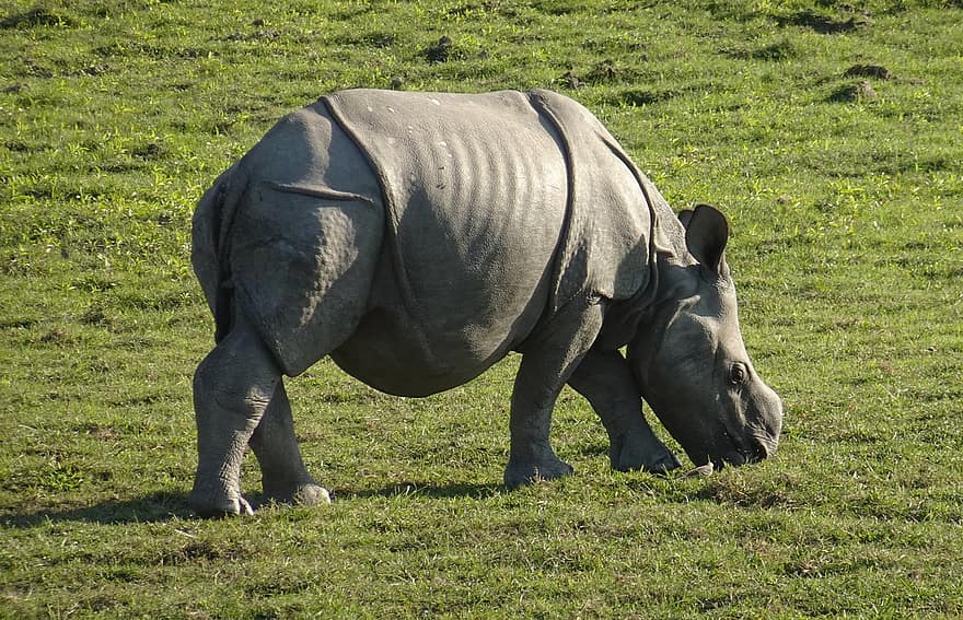 rinoceronte, bezerro, um chifre, animal, selvagem, animais selvagens, ameaçadas de extinção, jovem, bebê, Parque Nacional, santuário