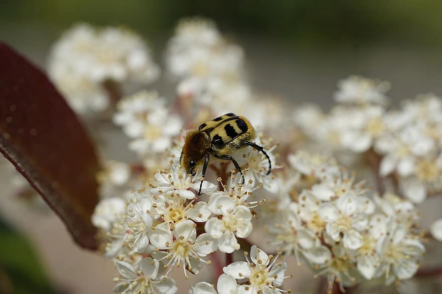 bibagge, trichius fasciatus, Bee Chafer, insekt, svart gul, blommor, närbild, blomma, makro, växt, springtime