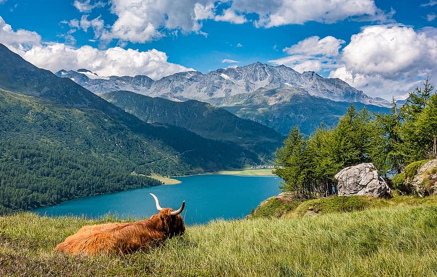 езеро, крава, планински говеда, животно, паша, бозайник, говеда, Граубюнден, природа, Швейцария, планини