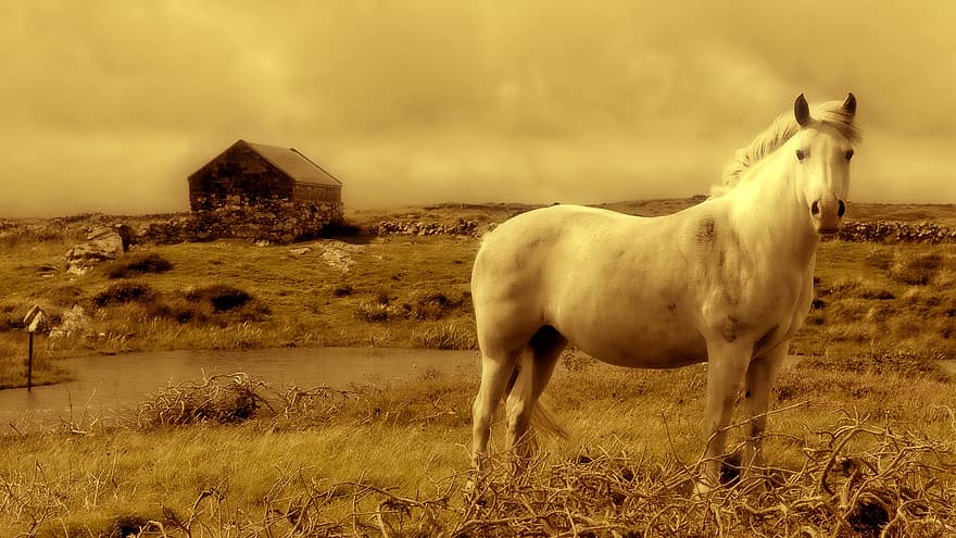 घोड़ा, ढालना, आयरलैंड, परिदृश्य, असली, ख्वाब, संपादन, फोटोशॉप, प्रकृति, बादलों, आकाश