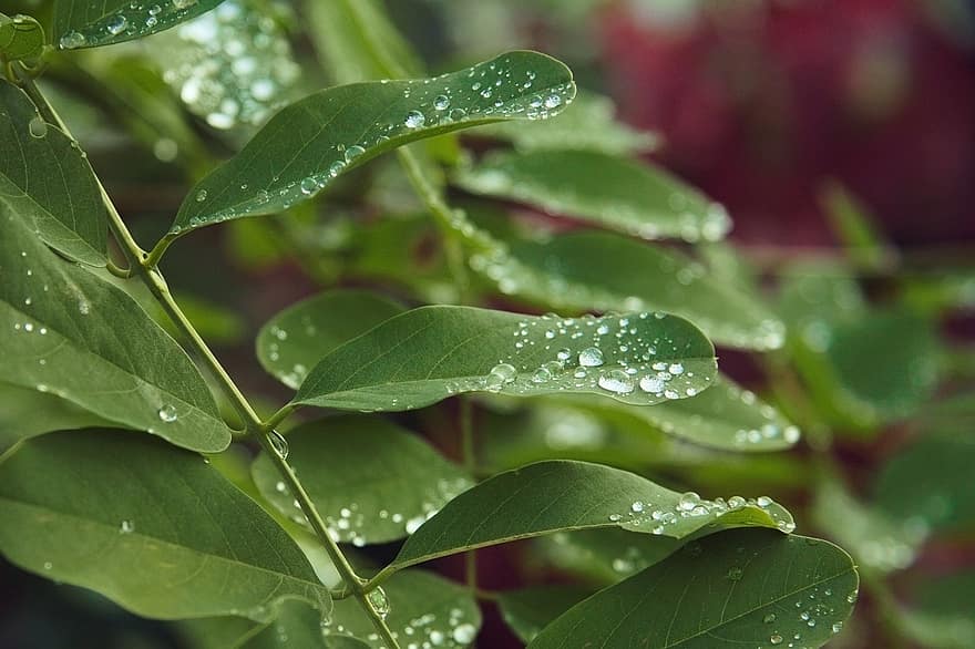 아카시아 잎, 이파리, 잎, 빗방울, 자연