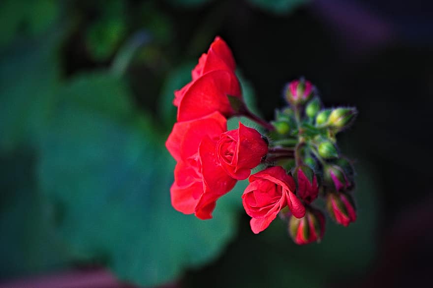 붉은 꽃, 꽃들, 제라늄, 닫다, 정원