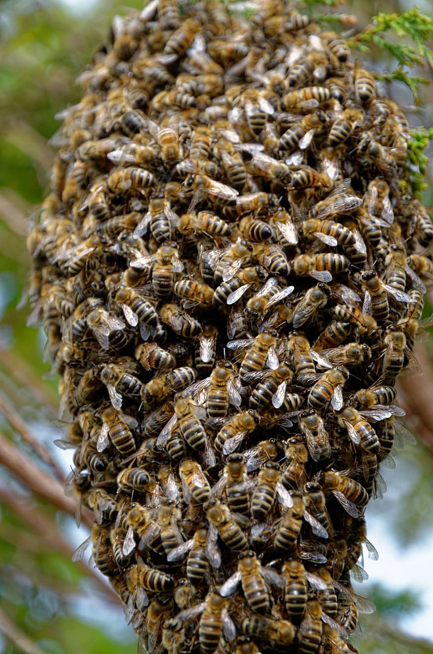 النحل ، خلية نحل ، نحل العسل ، الحشرات ، تربية النحل ، طبيعة ، حشرة الطيران ، عسل ، النحال