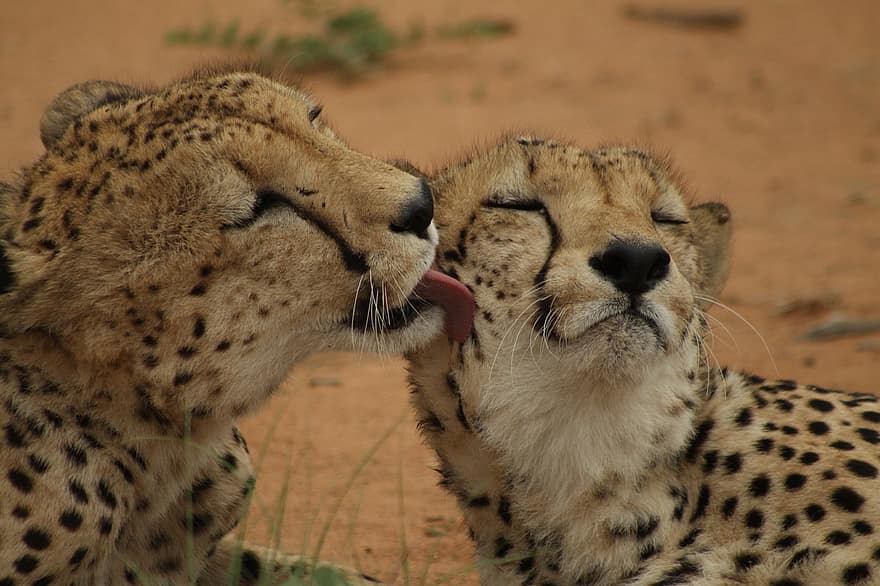 cheetah, katachtig, bakkebaarden, paar, vlekken, vacht, harige, roofdier, dieren in het wild