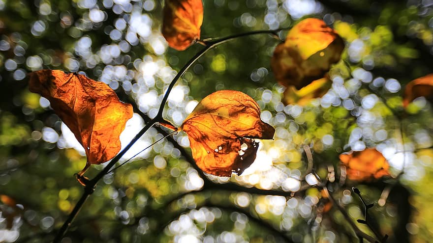 efterår, blade, løv, efterårsblade, efterårsløv, efterårssæson, falde blade, orange blade, appelsinblader, blad, træ