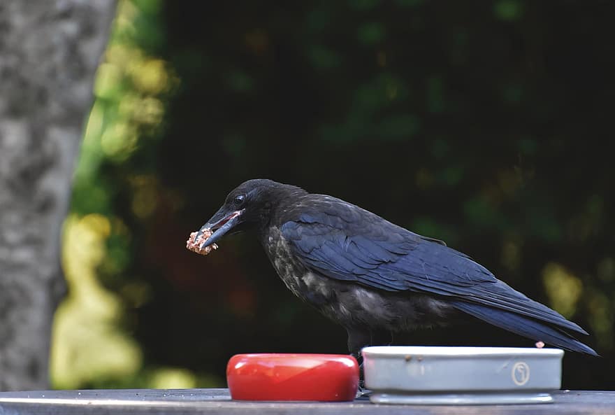 Raven, Crow, Raven Bird, Bird, Common Raven, Jackdaw, Carrion Crow, Black