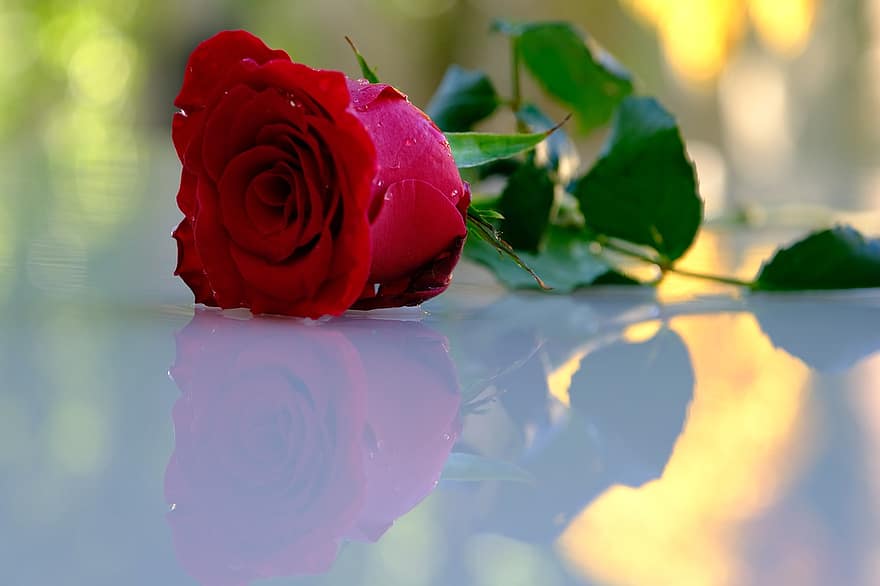 Rose, Blume, Reflexion, Spiegeln, rote Rose, rote Blume, Blütenblätter, rote Blütenblätter, blühen