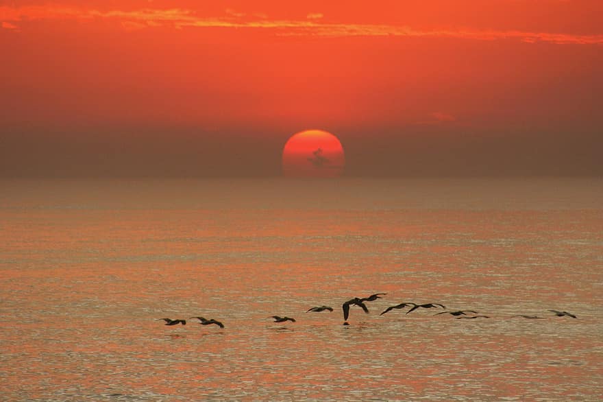 puesta de sol, amanecer, mar, aves, cielo Rojo, paisaje