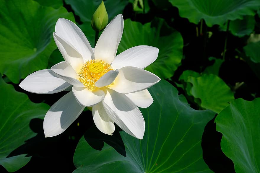 lotus, květ, lotosový květ, bílá květina, okvětní lístky, bílé okvětní lístky, vodní rostliny, flóra